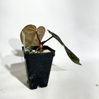 Anthurium 'Prince of Darkness' x carlablackiae [#1988]