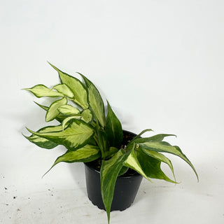 Hoya polyneura (inner variegated) [#1610]