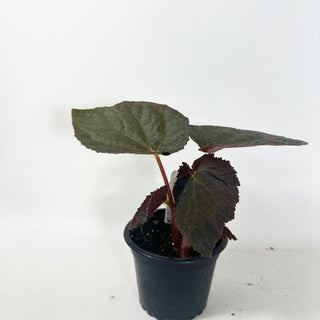Begonia 'Steve's Leaves Black Hole Sun' [#1926]
