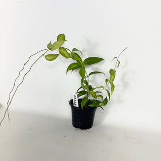 Hoya dennisii 'Frida' [#2328]