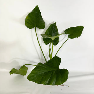 Z-4428 - Philodendron giganteum (Non-TC)