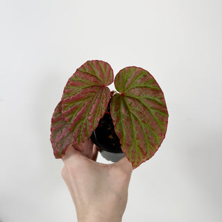 Begonia "Crazy Pink" [#2391]