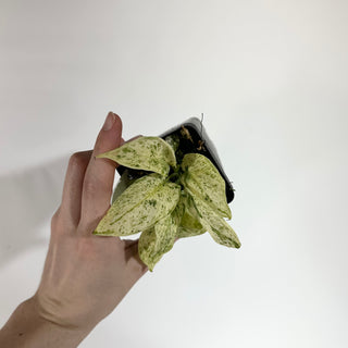 Z-4875 - Scindapsus pictus ‘Mangurai’ variegated