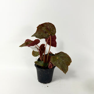 Begonia 'Suncana'