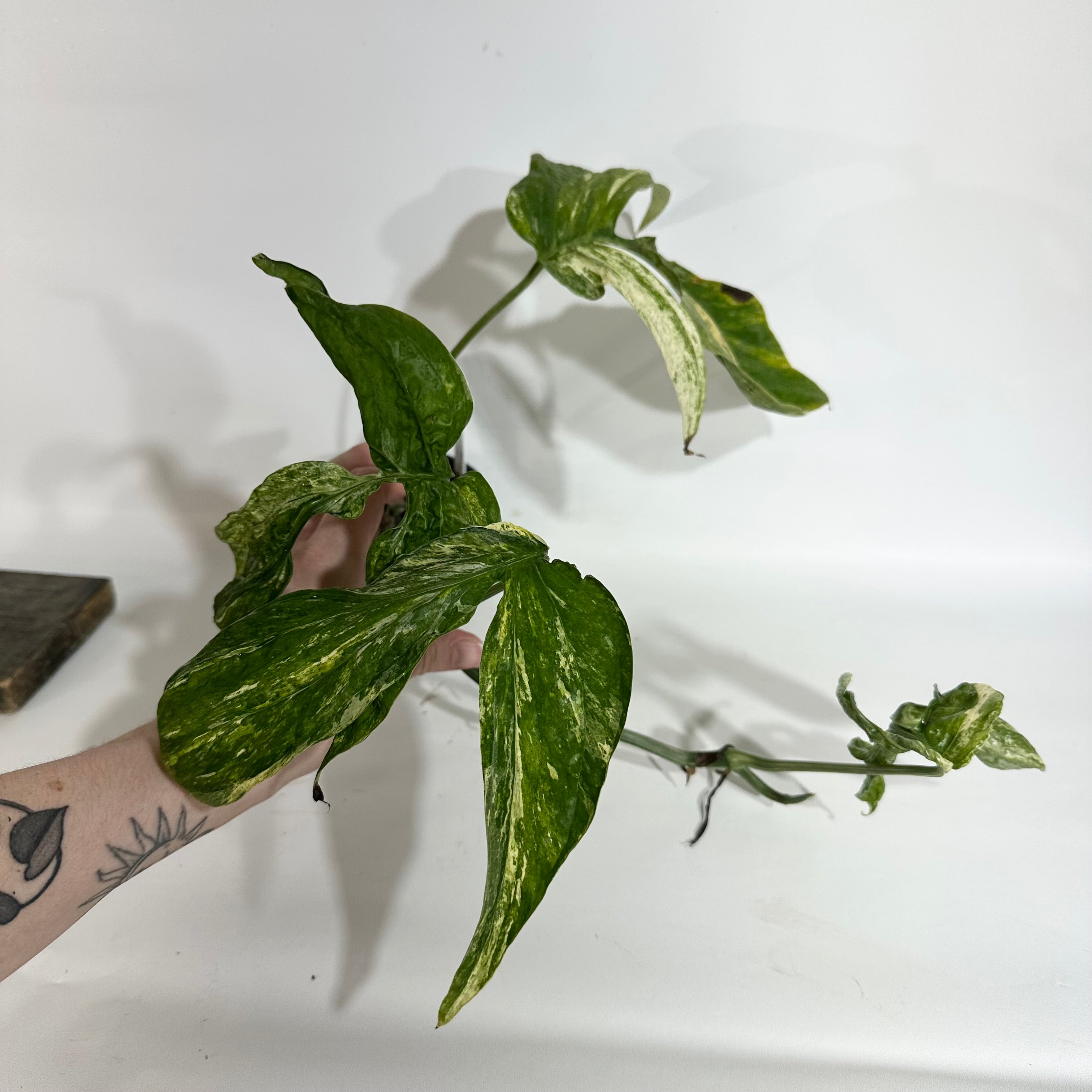 Z-5061 - Amydrium zippelianum variegata – Steve's Leaves