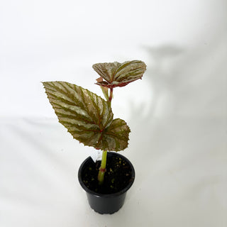 Z-4843 - Begonia brevirimosa (Silver Form)
