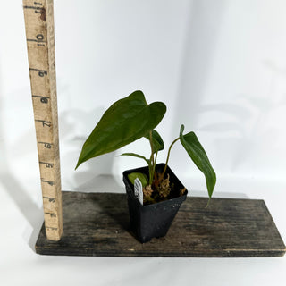 Anthurium 'Prince of Darkness' x indo portillae [#1785]
