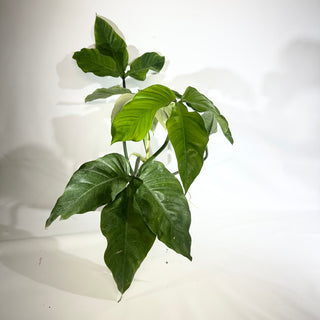 Z-5022 - Philodendron barrosoanum (Non-TC)