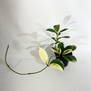 Z-4863 - Hoya incrassata "Moon Shadow"