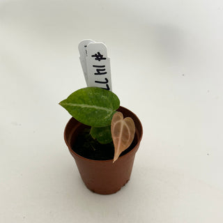 Anthurium 'Tezula Dreamweaver'/dorayaki x 'Arnold Schwarzenegger' - Seedling [#1477]