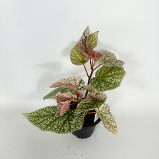 Begonia 'Snow Capped' (Variegated) [#2172]