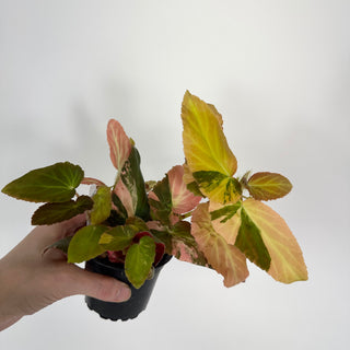 Begonia ‘Withlacoochee’ (Variegated) [#2101]