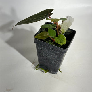 Anthurium magnificum/'Doc Block F2' x warocqueanum [#1976]