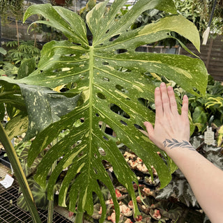 Z-2240 - Monstera deliciosa "Thai Constellation" - 10in Pot XXL