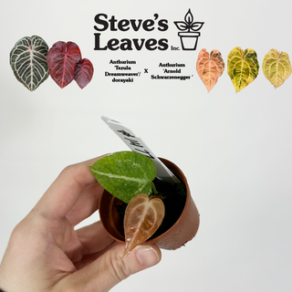 Anthurium 'Tezula Dreamweaver'/dorayaki x 'Arnold Schwarzenegger' - Seedling [#1477]