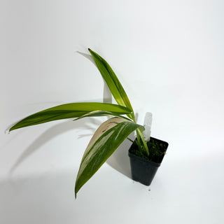 Z-5096 - Epipremnum amplissimum aurea variegata