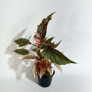 Begonia 'Ginny Galaxy' [#2016]