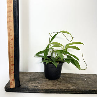 Z-5230 - Hoya stoneana