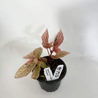 Begonia 'Snow Capped' (Variegated) [#1510]