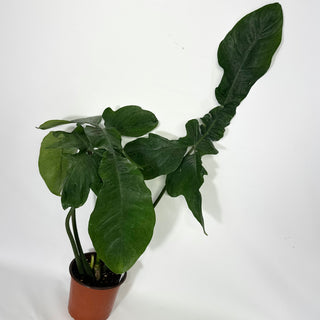 Z-4550 - Philodendron sp. 69686 x subhastatum (Non-TC)