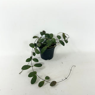 Hoya sp. GPS-7240 [#1918]