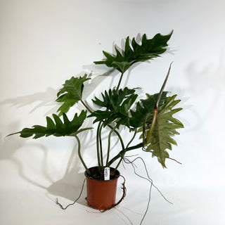 Philodendron 'Henderson's Delight' (Non-TC) [#1921]
