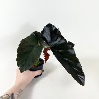 Begonia 'Monarch' [#1914]