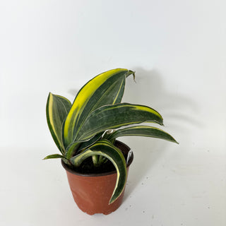 Z-5236 - Sansevieria masoniana "Golden"