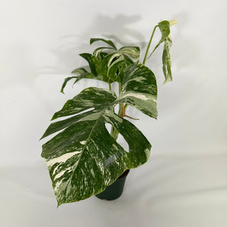 Monstera deliciosa var. borsigiana albo-variegata [#1310]