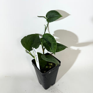 Z-5241 - Scindapsus pictus 'Green Army'