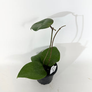 Hoya balaensis "Splash" [#2070]