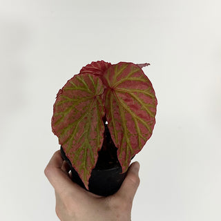 Z-4753 - Begonia "Crazy Pink" **NEW Release**