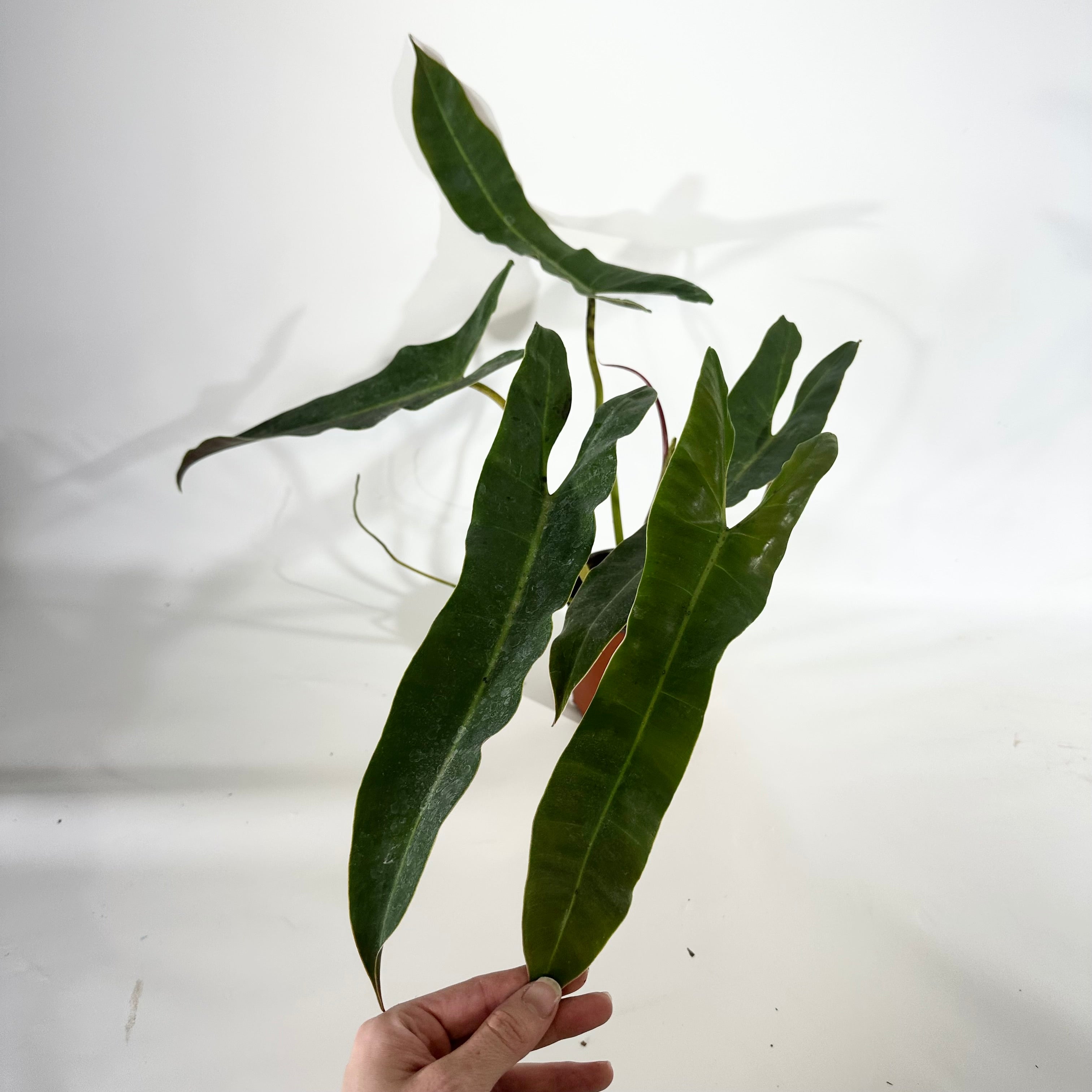 philodendron atabapoense Philodendron atabapoense