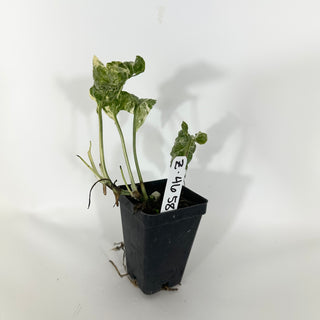 Z-4658 - Amydrium zippelianum variegata
