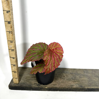 Begonia "Crazy Pink" [#2173]