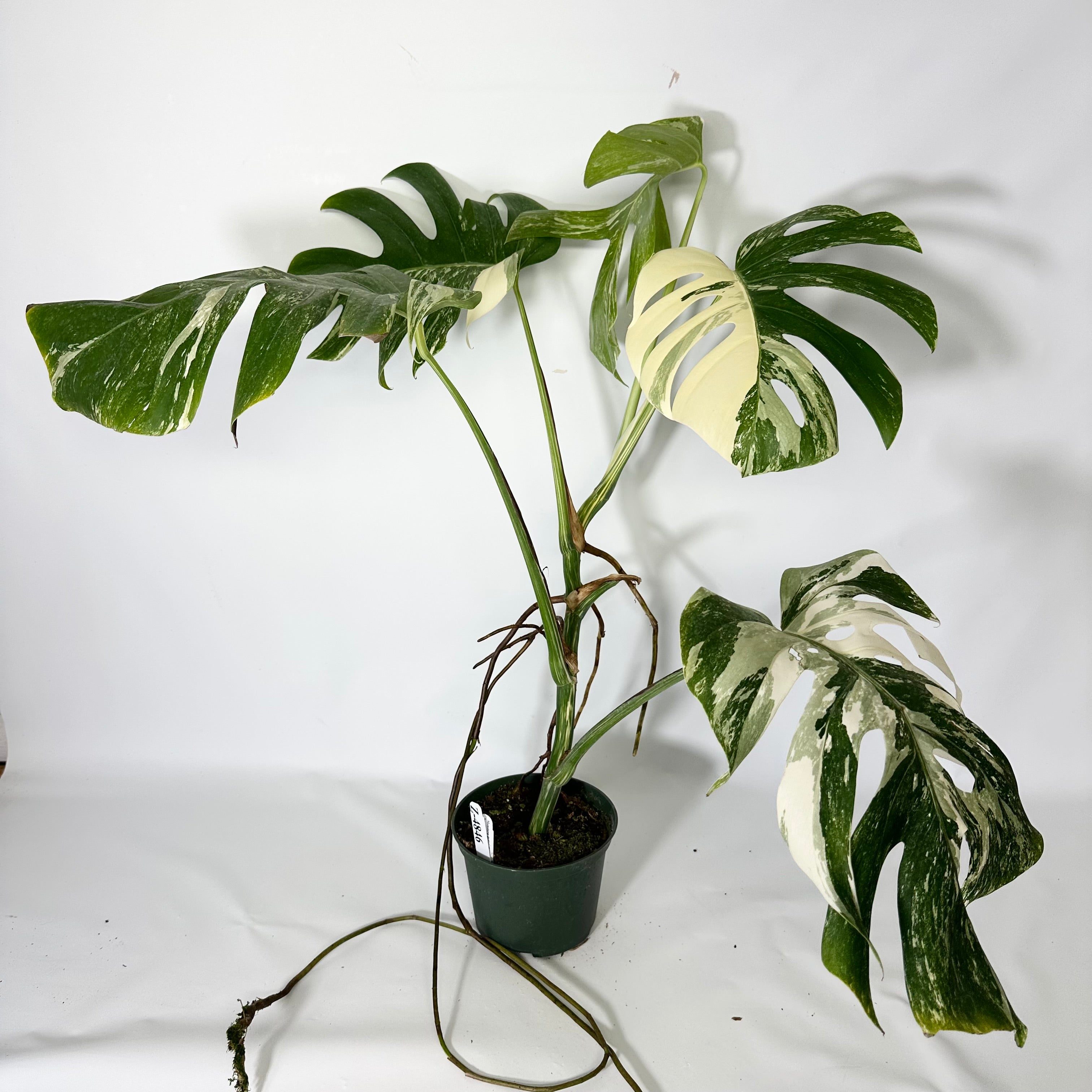 Z-4846 - Monstera deliciosa var. borsigiana albo-variegata