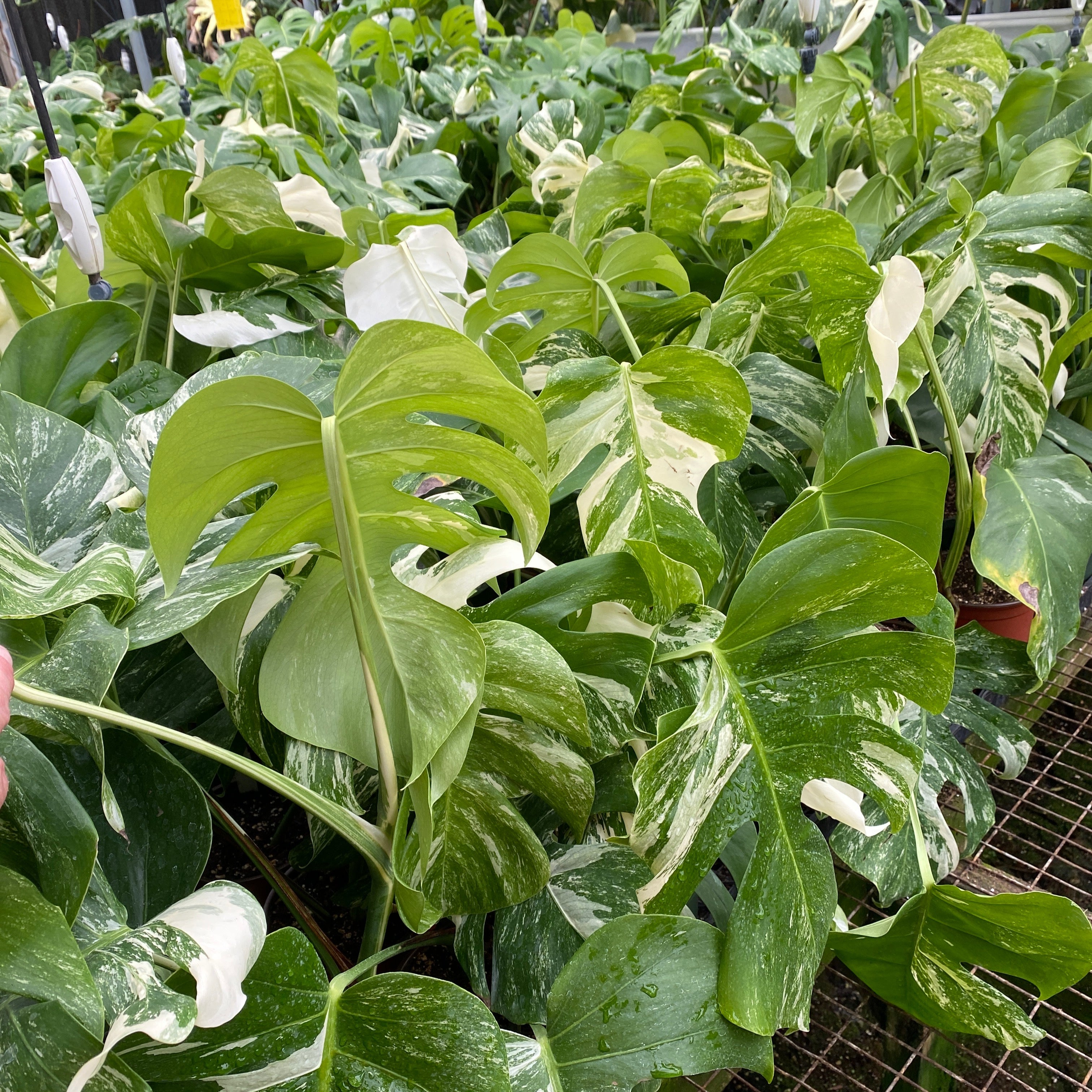 monstera deliciosa albo variegata kaufen Monstera Deliciosa Albo-Variegata with Bold Colors