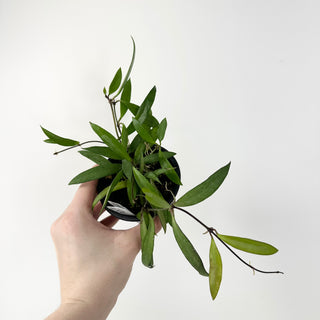 Hoya sp. Pola [#1824]