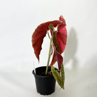 Begonia maculata (Variegated) [#1701]