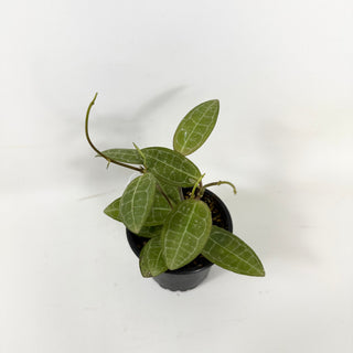 Hoya elliptica [#1683]