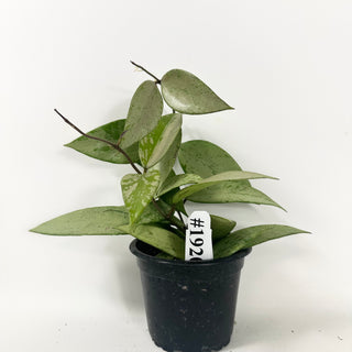 Hoya 'Snow Cui' (silver) [#1920]
