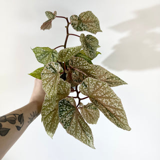 Begonia 'Snow Capped' (Variegated) [#2055]