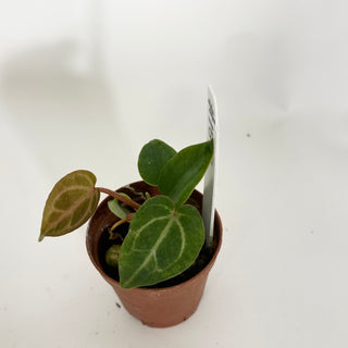 Anthurium 'Doc Block F3' - 2 Seedlings [#1517]