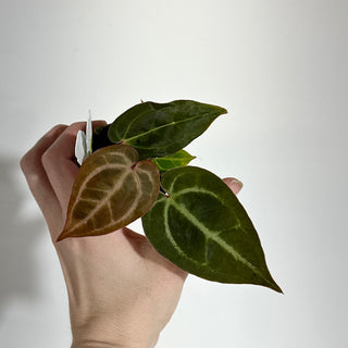 Anthurium 'Contessa' x self - Seedling [#1978]