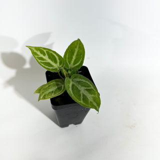 Anthurium 'Silver Blush' x 'Super Silver Blush'