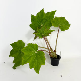 Begonia 'Ricinifolia' [#2127]