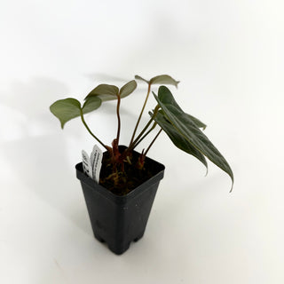 Anthurium dorayaki x nigrolaminum 'Gigi' (wide sinus) [#1246]