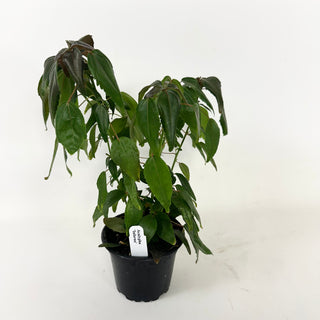 Acalypha 'Inferno'