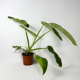 Philodendron 'Jose Buono' [#2344]