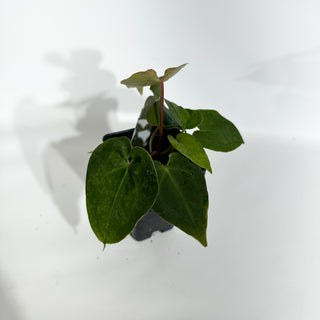 Anthurium Wu papillilaminum x 'Arnold Schwarzenegger' [#1788]